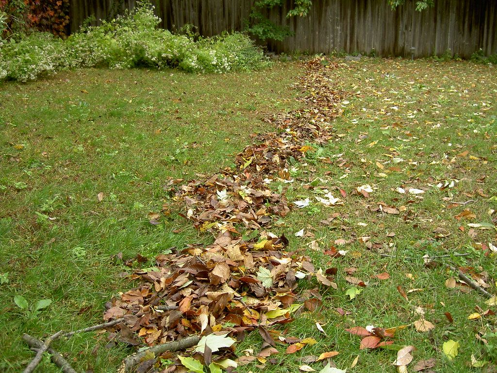 Rows of raked autumn leaves across a backyard lawn