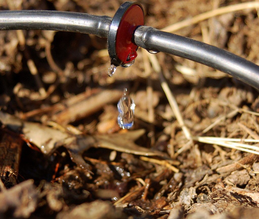 A drip irrigation emitter releasing water over a mulched bed