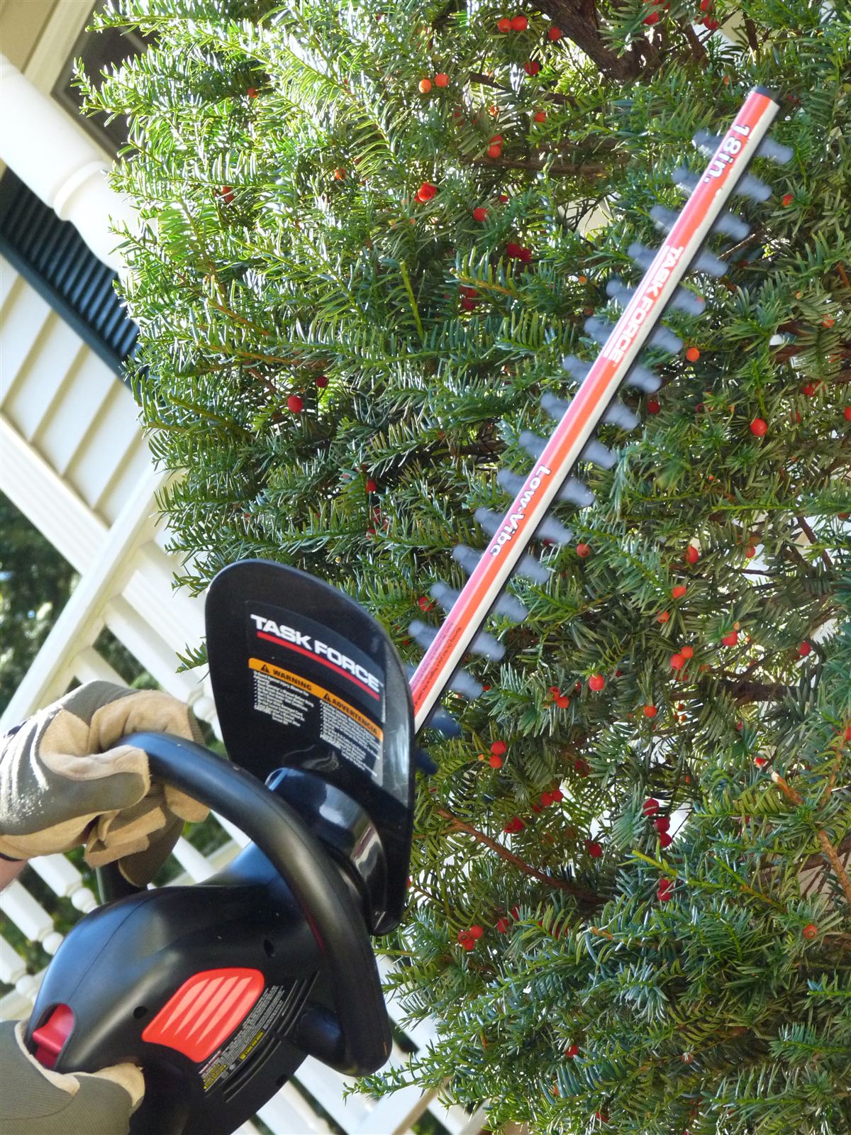 A gardener trimming a yew shrub with a powered hedge trimmer